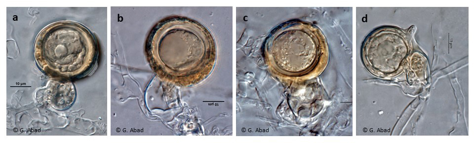Phytophthora austrocedri (CPHST BL 5, ex-type) sexual phase (a-d):nbsp;smooth-walled oogonia (a-c), sometimes with finger-like wall projections (d), amphigynous antheridia with one big cell (a-b amp; d), paragynous antheridium (c) also observed; photos by Gloria Abad, USDA-APHIS-PPQ
